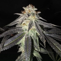 Kush Valley Gelato (Seedism Seeds) Cannabis Seeds