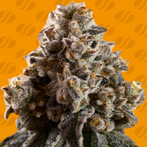 Alien Moonrocks (Original Sensible Seeds) Cannabis Seeds