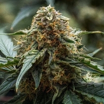 Americhem Dream Autoflowering (Night Owl Seeds) Cannabis Seeds