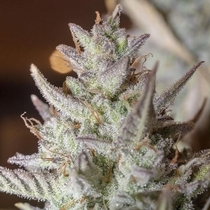 Scoopski F2 Autoflowering (Night Owl Seeds) Cannabis Seeds
