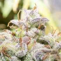 Creme De La Compton F3 Autoflowering (Night Owl Seeds) Cannabis Seeds