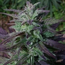 China Yunnan (Ace Seeds) Cannabis Seeds