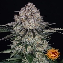 Sour Diesel Auto (Barneys Farm Seeds) Cannabis Seeds