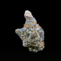 Mimosa Gusher Ltd Edition (Growers Choice) Cannabis Seeds