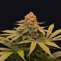 Star Fruit Female (Grateful Seeds) Cannabis Seeds
