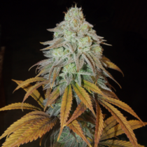 RM Confidential (Grateful Seeds) Cannabis Seeds