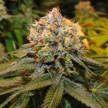Fresh Cantaloupe (Grateful Seeds) Cannabis Seeds