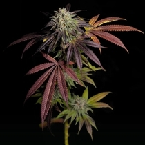 7 S.O.H. (Grateful Seeds) Cannabis Seeds