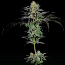 Calypso Fruit (Grateful Seeds) Cannabis Seeds