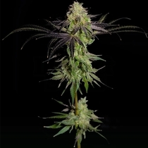 Tha Gelee (Grateful Seeds) Cannabis Seeds