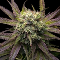 Mela Verde (Grateful Seeds) Cannabis Seeds