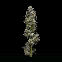 Auto Bakers Delight (DNA Genetics Seeds) Cannabis Seeds
