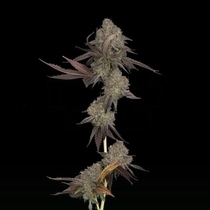 Auto DNA Cake (DNA Genetics Seeds) Cannabis Seeds