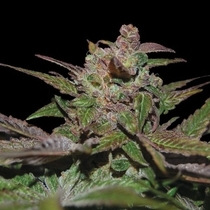 Auto Purple Wreck (DNA Genetics Seeds) Cannabis Seeds