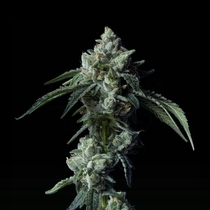 Challah Bread (DNA Genetics Seeds) Cannabis Seeds