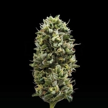 Snack Pack (DNA Genetics Seeds) Cannabis Seeds