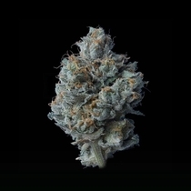 Zallah Bread (DNA Genetics Seeds) Cannabis Seeds