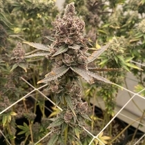 Tropicana Grape Cake (Fidels Seed Co) Cannabis Seeds