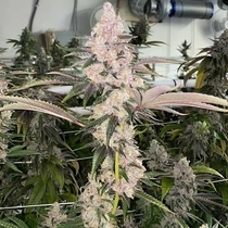 Peaches N' Kush (Fidels Seed Co) Cannabis Seeds