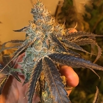Peach Tart (Fidels Seed Co) Cannabis Seeds