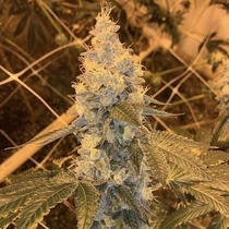 Garlic Grapes (Fidels Seed Co) Cannabis Seeds