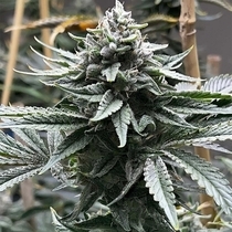Watermelon Zaza S1(Tiki Madman) Cannabis Seeds