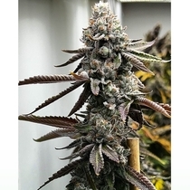 Pineapple Punk (Tiki Madman) Cannabis Seeds