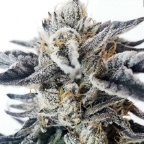 Watermelon Blast (Tiki Madman) Cannabis Seeds