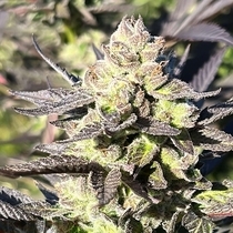 Limonada De Mango F2 (Black Tuna Seeds) Cannabis Seeds