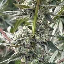Kid Pambele (Black Tuna Seeds) Cannabis Seeds