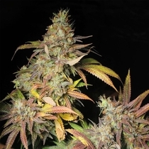 Salpicón (Black Tuna Seeds) Cannabis Seeds