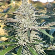 K.O. (Black Tuna Seeds) Cannabis Seeds