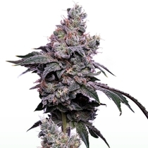 Golden Haze(Green Bohdi) Cannabis Seeds