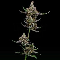 Sail Haten (Green Bodhi) Cannabis Seeds