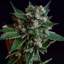 Affie Dogwalker  (Green Bodhi) Cannabis Seeds