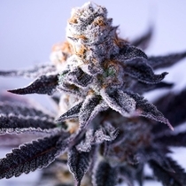 Hazy Girl  (Green Bodhi) Cannabis Seeds