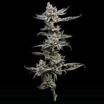 Platinum Affie 78  (Green Bodhi) Cannabis Seeds