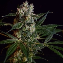 Loatian OG  (Green Bodhi) Cannabis Seeds
