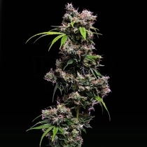 Golden Pineapple S1 (Green Bodhi) Cannabis Seeds