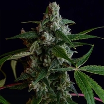 OGLA78 BX (Green Bodhi) Cannabis Seeds