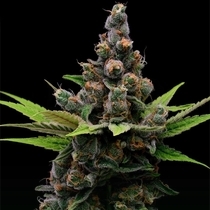 Guava Slushy (Green Bodhi) Cannabis Seeds