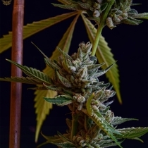 Sour Affie (Green Bodhi) Cannabis Seeds