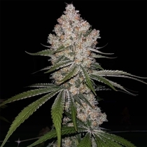 Hazy Voyage (Green Bodhi) Cannabis Seeds