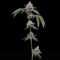 Chemhead #78 (Green Bodhi) Cannabis Seeds