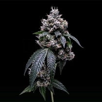 Kosher Chem 78 (Green Bodhi) Cannabis Seeds