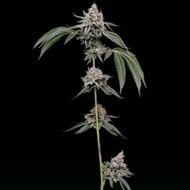 OGCD BX (Green Bodhi) Cannabis Seeds