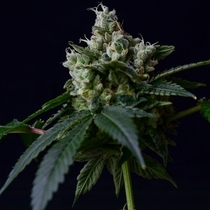 Sour Chem 78 (Green Bodhi) Cannabis Seeds