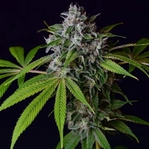 Tenzin Chem 78 (Green Bodhi) Cannabis Seeds