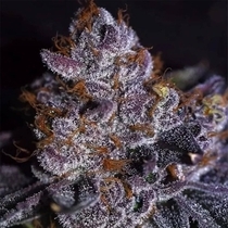 Bombsicle(Starfire Genetix) Cannabis Seeds