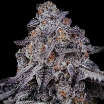 Secret Agent (StarFire Genetix) Cannabis Seeds